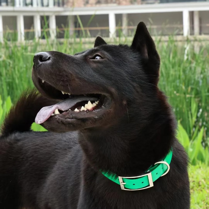 Wytrzymała obroża dla psa z TP – Hunting Dog Outdoor recenzja i cena