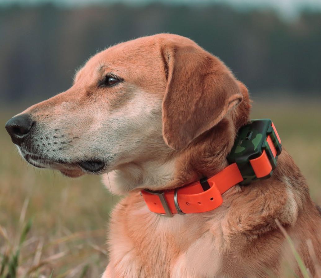 ICAR IK122M Obroża GPS dla psó – Outdoor Hunting Dog Collar recenzja i cena