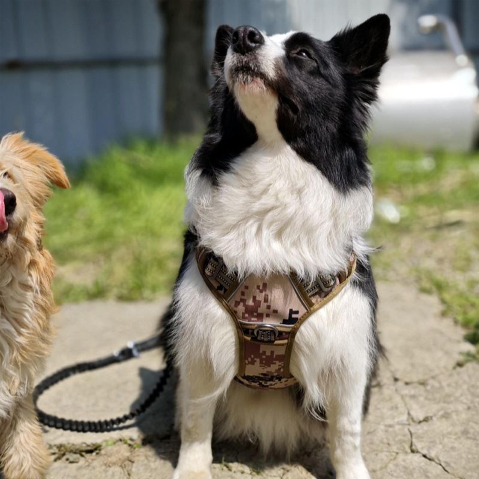 Szelki dla psa z metalową klam – Outdoor Hunting Dog Collar recenzja i cena